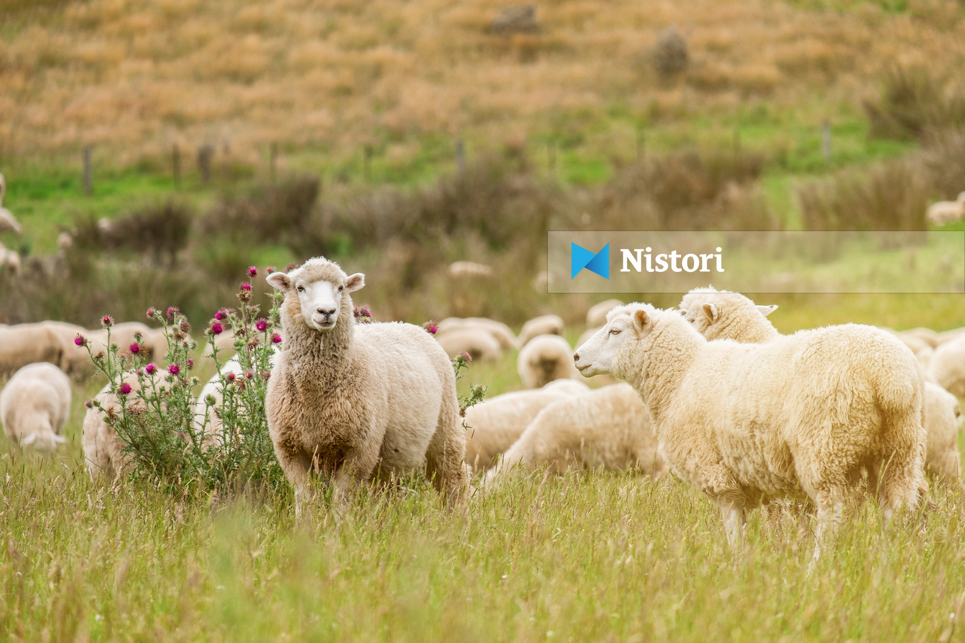 AUV  lija e deleve dhe dhive konfirmohet në katër ferma