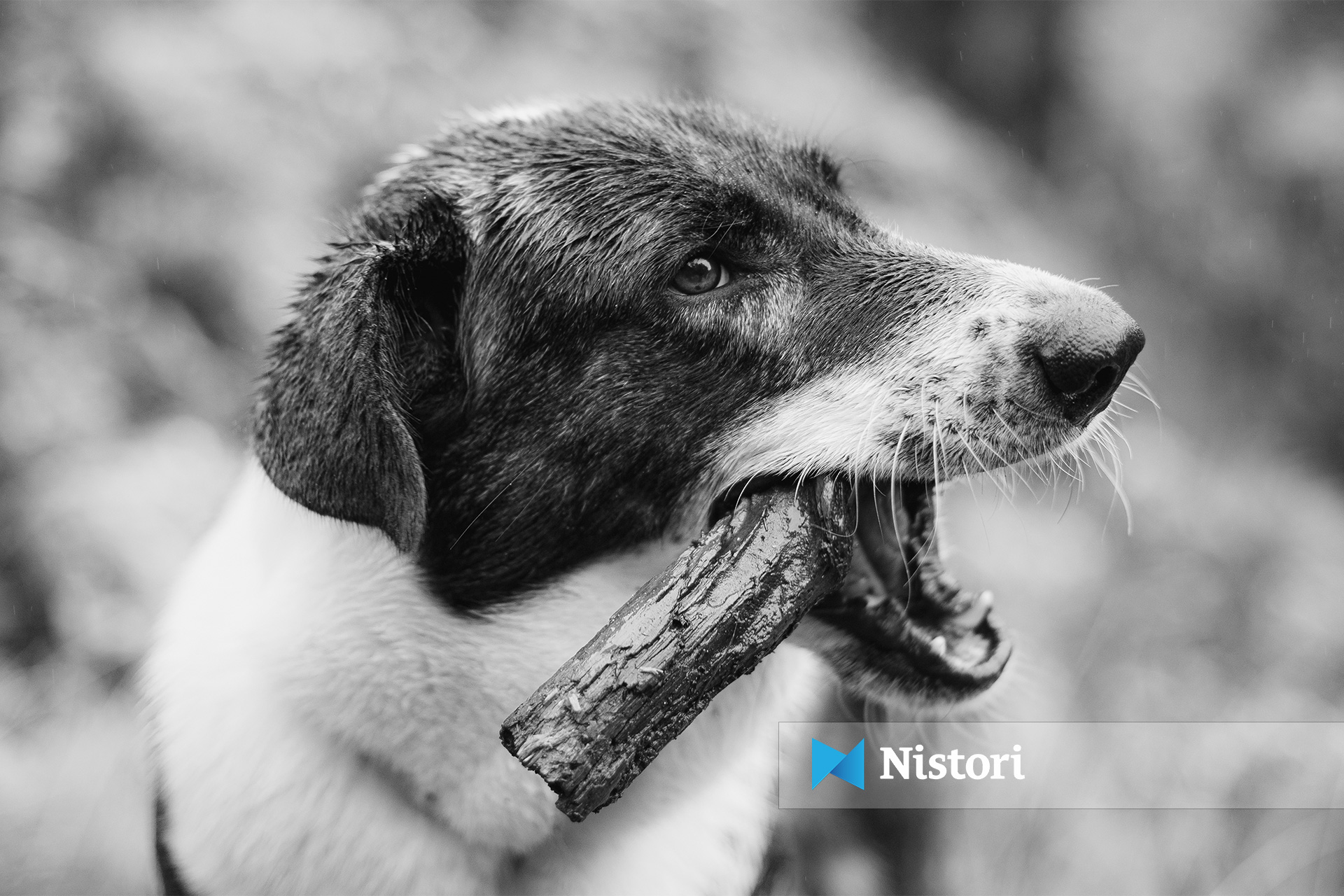 A kanë qentë një  shqisë të gjashtë  për tërmetet e rrezikun