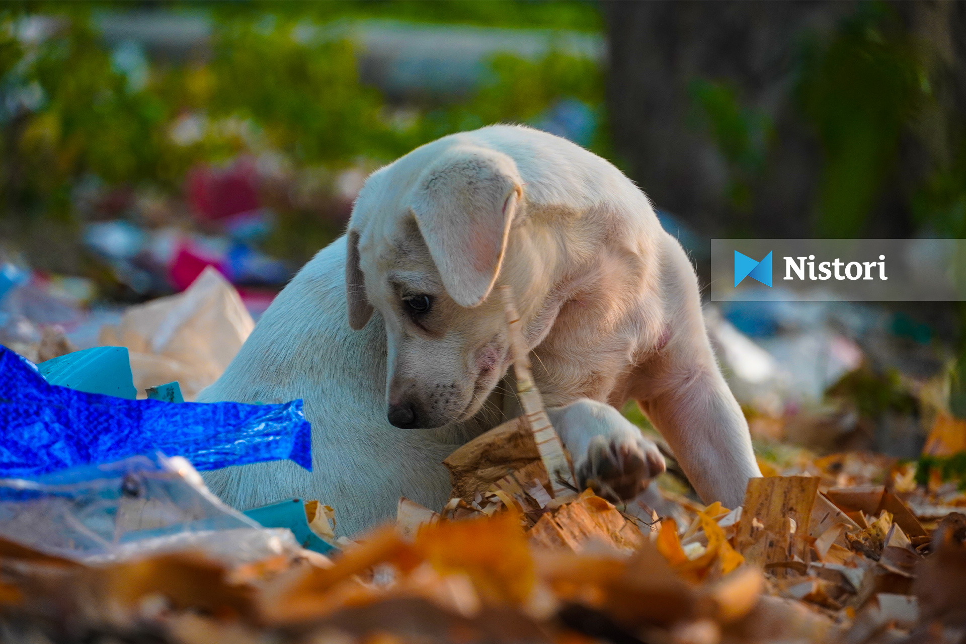 Struga vazhdon të përballet me problemin e qenve endacakë