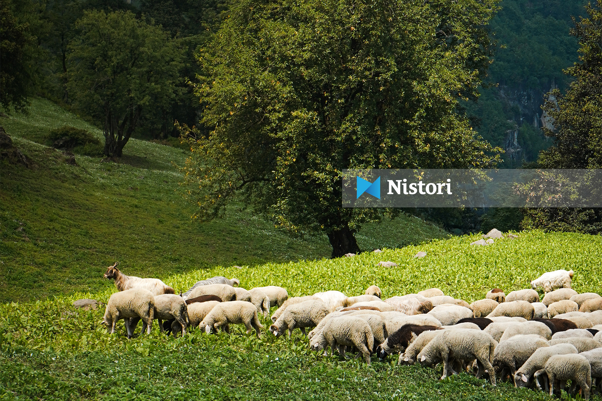 Blegtoria në RMV nën presion  çmime të ulëta dhe mungesë subvencionesh