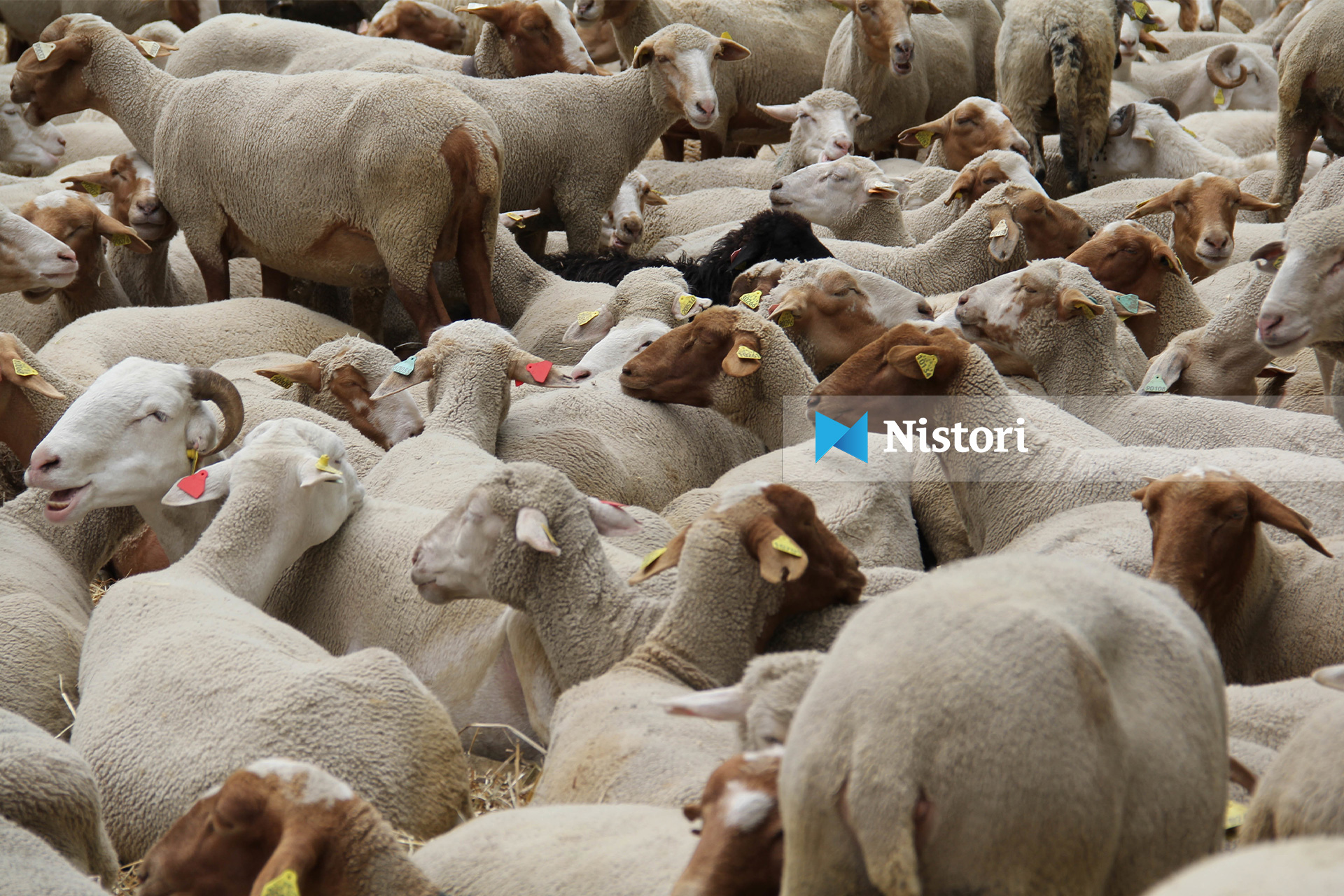 Kriza e blegtorisë thellohet nga viti në vit