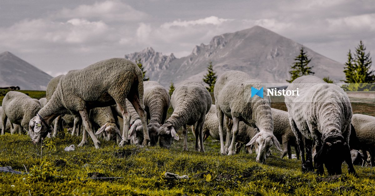  Kullosa alpine  në zonën e Dibrës  çelësi për zhvillim të qëndrueshëm të blegtorisë ndërkufitare