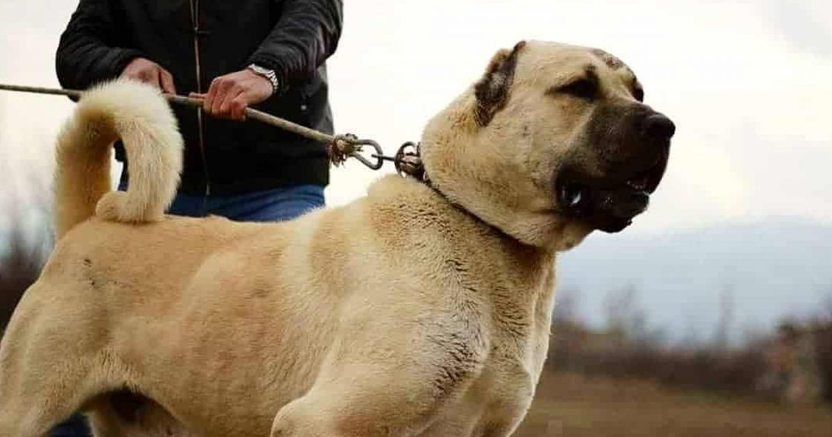 kater-persona-do-te-ndiqen-penalisht-per-organizim-te-perleshjeve-me-qen