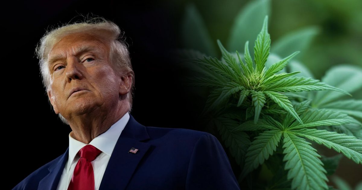 kanabisi-mjekesor-vendimi-i-trump-it-hap-debat-ne-maqedonine-e-veriut