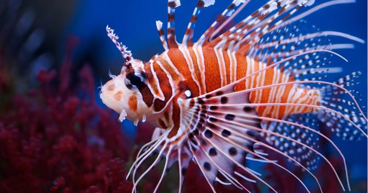 Peshku luan  pushton  Gjirin e Vlorës  peshkatari  ka helm  nuk duhet të konsumohet