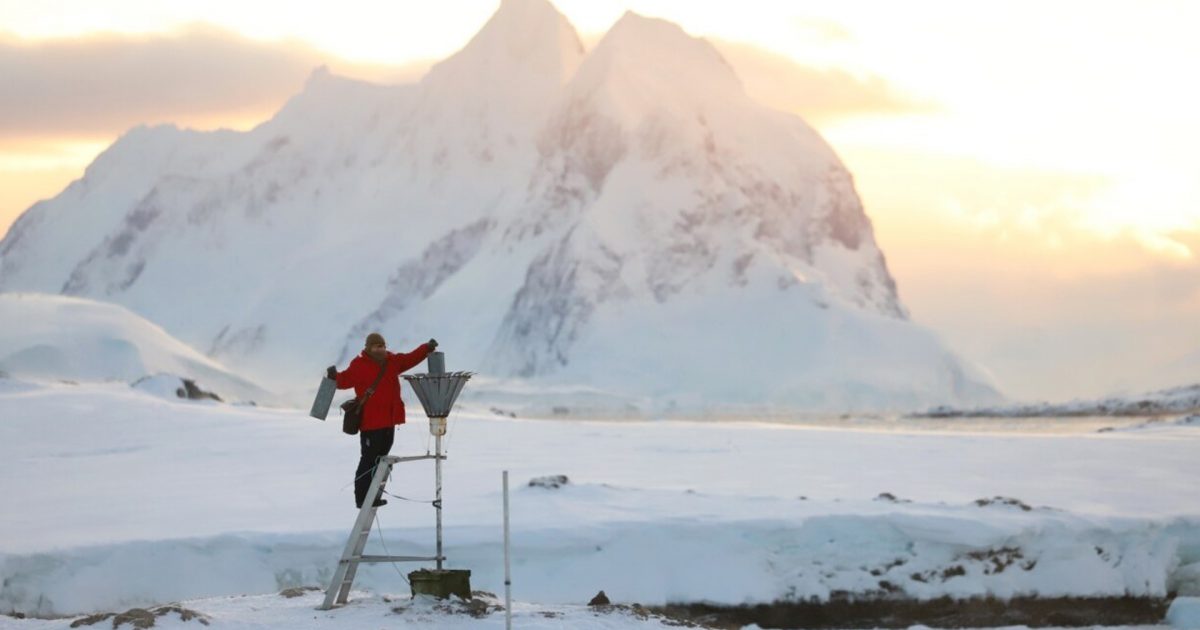 Nga Antarktida në vijën e frontit   pinguinët ushtarakë  të Ukrainës