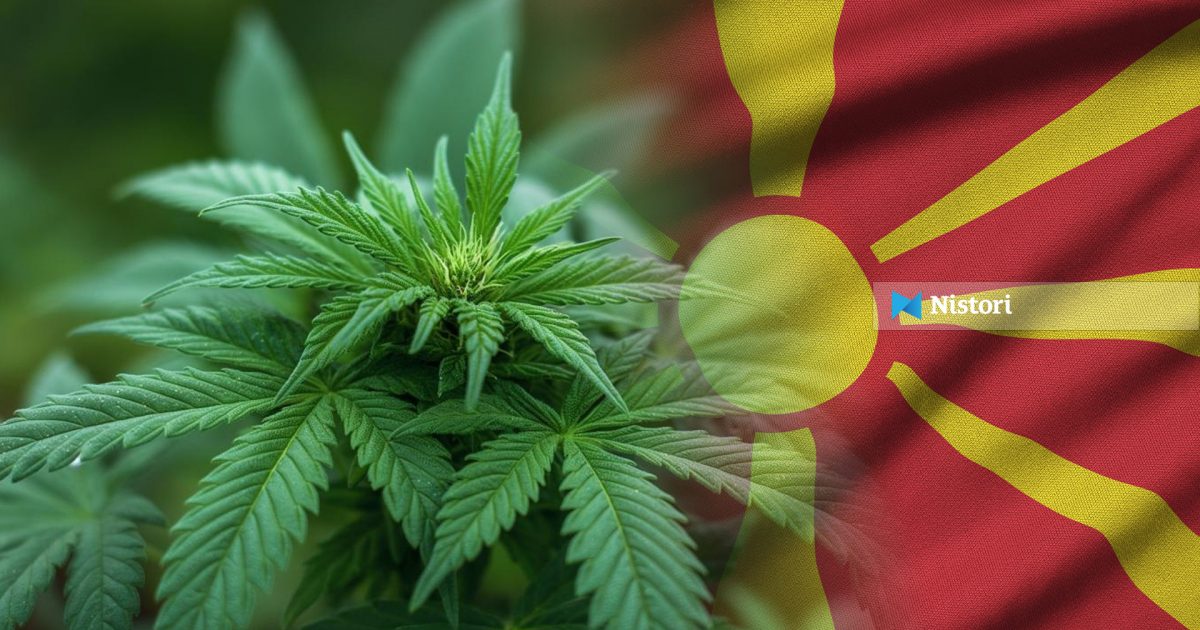 Kanabisi mjekësor  maskë për tregti të paligjshme 