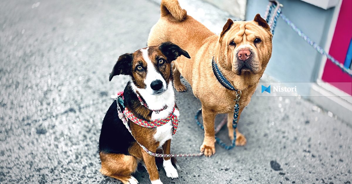 Mikroçipimi i kafshëve shtëpiake  detyrim ligjor — AUV bën thirrje për regjistrimin dhe pajisjen me pasaportë