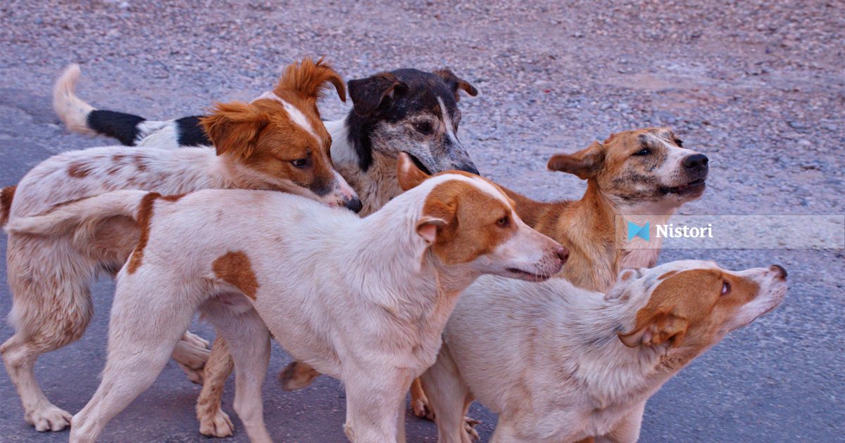 Qentë endacakë pushtojnë Shkupin   akuza për  import  ndërkomunal dhe ndërkufitar