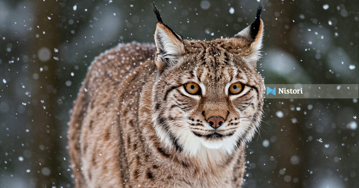  Eko Svest  i shkruan Mickoskit  Ura e Boshkut në Mavrovë rrezikon rrëqebullin e Ballkanit
