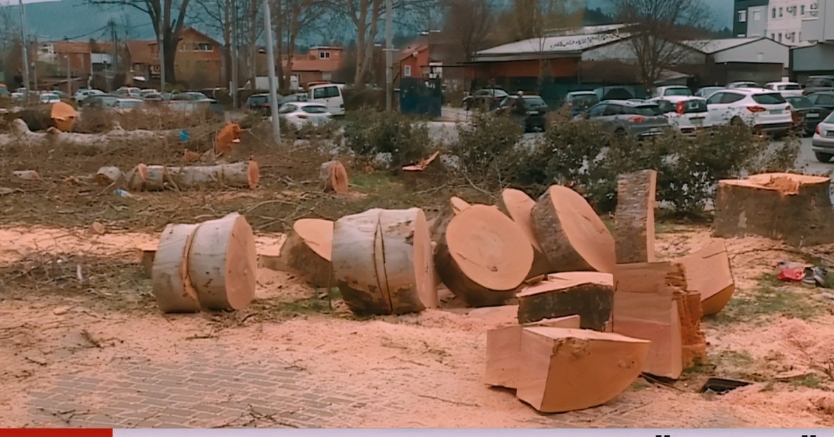 Prerje masive e pemëve shumëvjeçare në  Mega Parkun  e Çairit